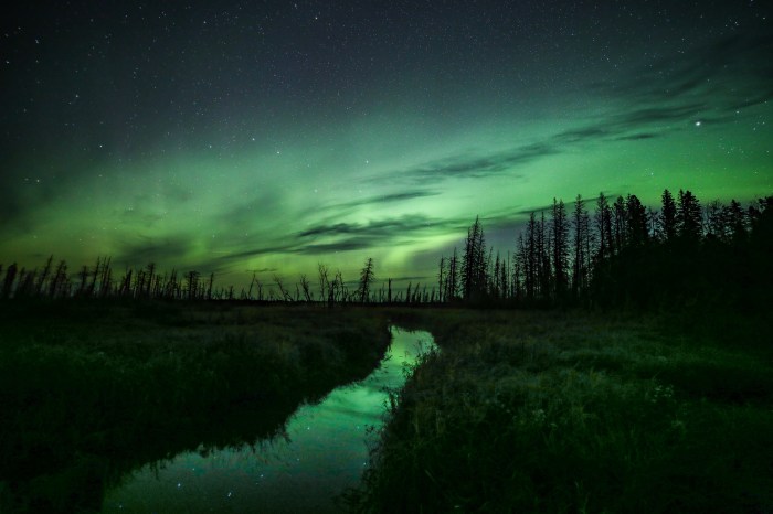 Aurora Borealis in the Boreal Forest in Saskatchewan, Canada