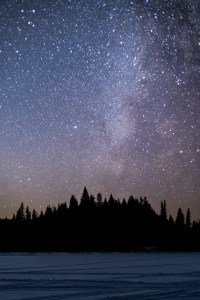 Milky Way and spruce trees